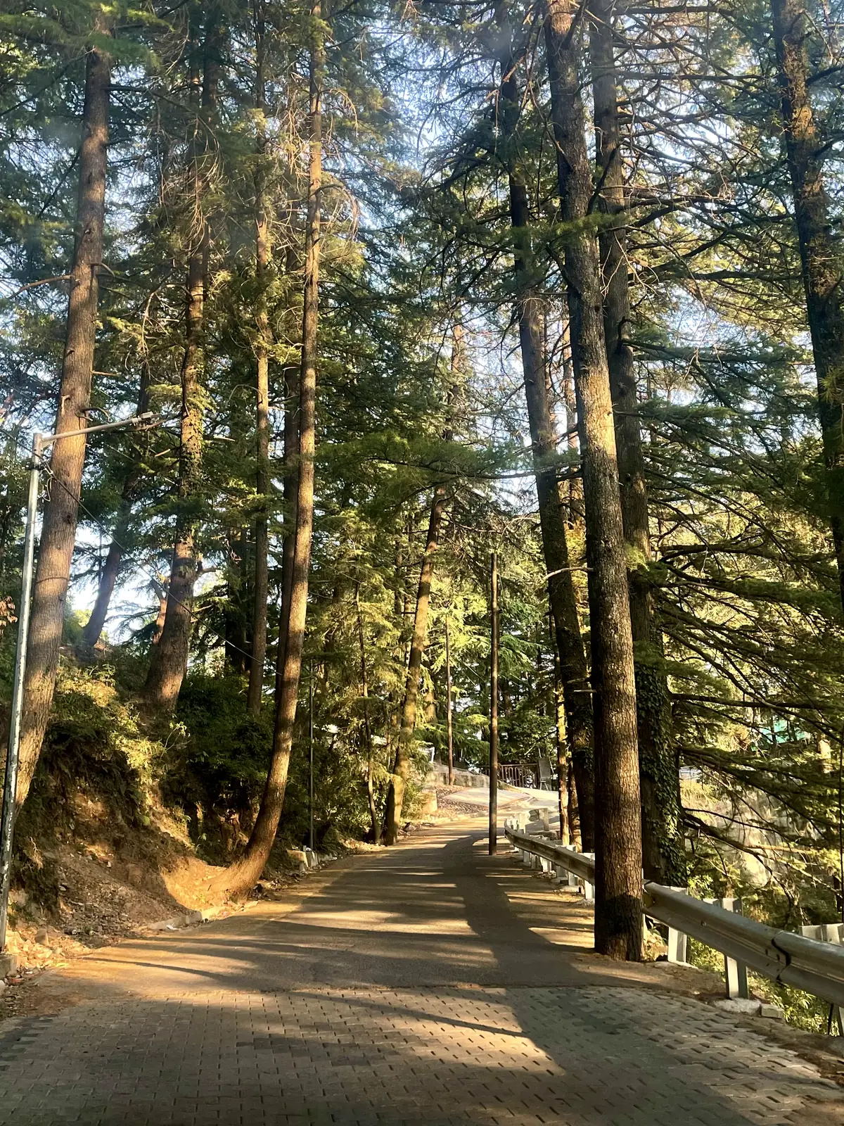 The paved road curving uphill through tall conifers in low afternoon sun
